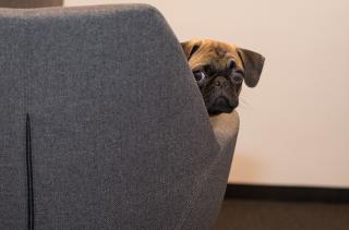 Auf den Hund gekommen Auf den Hund gekommen