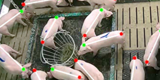 Künstliche Intelligenz misst Tierwohl in Echtzeit Künstliche Intelligenz misst Tierwohl in Echtzeit